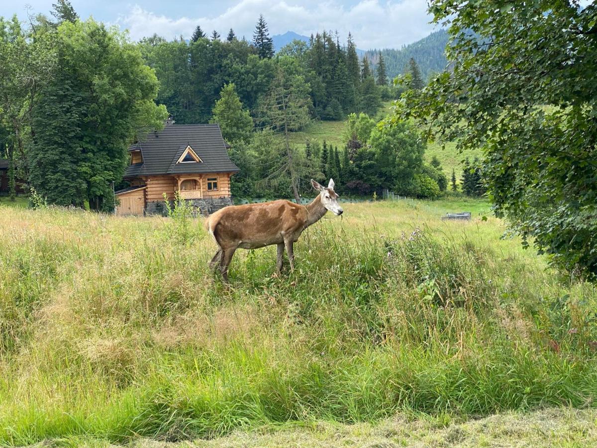 Apartament Pod Wierchem Zakopane Eksteriør billede